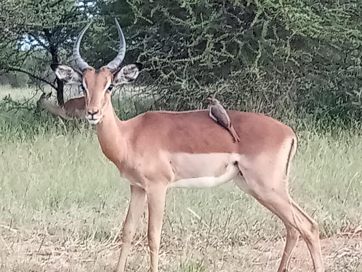 636 Itaga Safari Lodge, Mabalingwe Nature Reserve Mabula Game Reserve Exterior foto